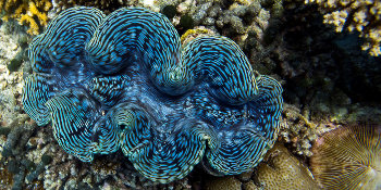 Mimicking Huge Clams to Enhance Biofuel Production