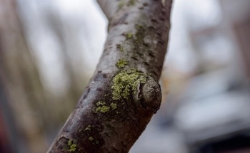 Study Relates Metal Ion and Free Radical Content in Lichens to Air Pollution