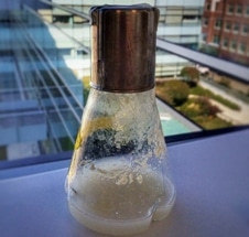 Study Reveals New Source of Robust Cellulases in Compost