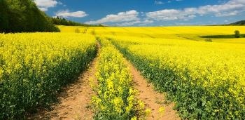 Research on Guaranteeing Sustainable Bioenergy and Biofuel Production