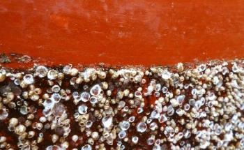 Non-Hazardous Coating for Inhibiting the Marine Organism Growth on Ship Hull