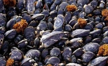 Present-Day California Mussel Shells are Largely Affected by Ocean Acidification