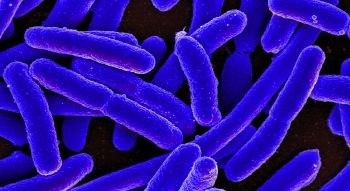 Researchers Seek Biological Solution to Trap or Recycle Carbon Dioxide