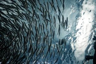 Impact of Climate Change on Marine Food Webs