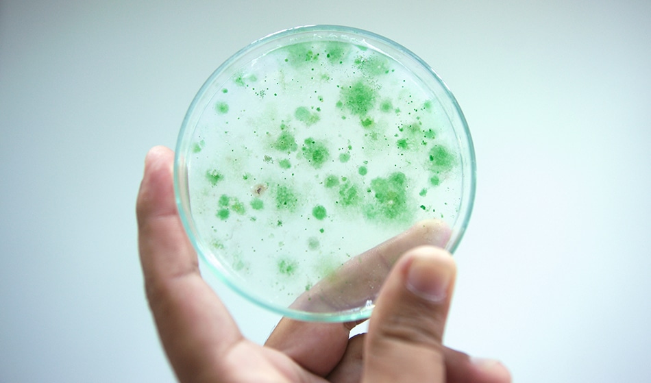 Edging Close to Greener Fuel Cells with Algae