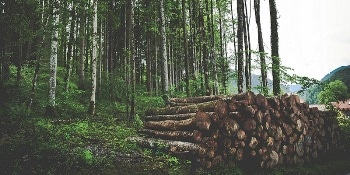 Research Reveals Deforestation Causes Climate to Become Warm