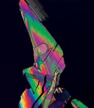 Novel Bio-Renewable Process to Create 'Green' Plastic