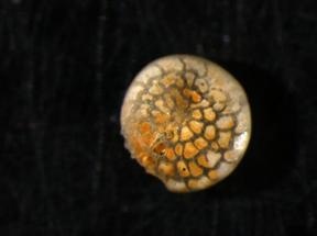 Eocene Fossil Study - Climate Models May Underestimate Polar Warming