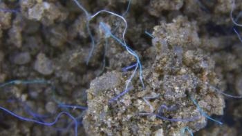 Study Reveals Hazards of Land-Based Pollution Caused by Microplastics