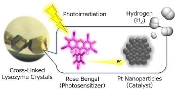 Egg Whites Used As Substrate for Clean Energy Production