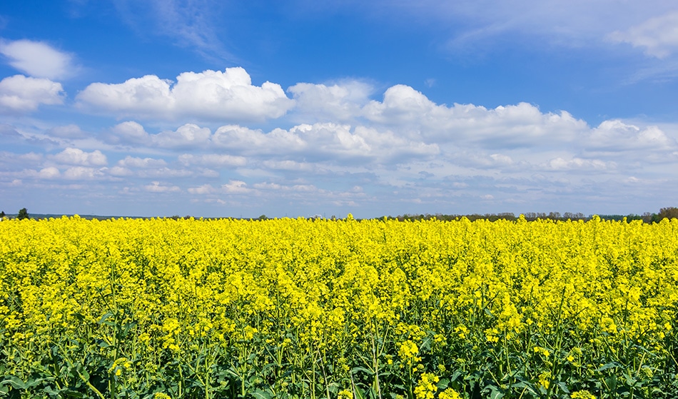 Temperature-Resilient Crops Are Now an “Achievable Dream”