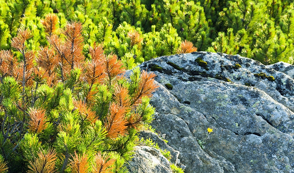 Increased UV From Ozone is Sterilizing Trees