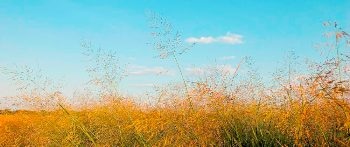 Reducing Greenhouse Gas Emissions by Using Biofuels Synthesized from Plant Fibers