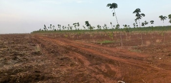Study Reveals Payments are Not Attractive Enough to Protect Forests in Southeast Asia