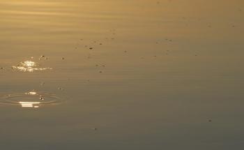 Fertilization Triggers Lake Emissions of Greenhouse Gases Worldwide