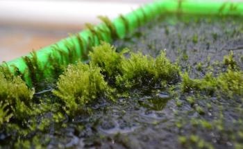 Researchers Discover Aquatic Moss that Removes Arsenic from Drinking Water