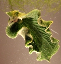 Northeast Sea Slug Shows Researchers Path to Achieve Artificial Photosynthesis