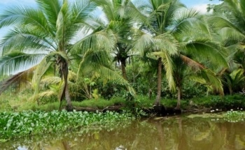 Researchers Predict Return of Paleogene Period with Continuously Increasing CO2 Levels