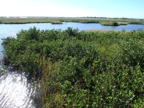 Mangroves Vital to Reducing Carbon Dioxide in Atmosphere