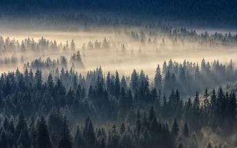 Fact-Based Forest Management Practices Can Help Reduce Greenhouse Gas Emissions