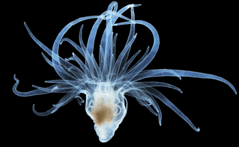 New Research Reveals Corals Could be Trained to Survive Environmental Stress