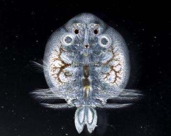 Tiny Fish Lice Probable Indicators of Metal Pollution in Freshwater