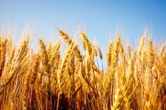Study Shows Increasing Levels of CO2 Leads to Risk of Nutritional Deficiencies in Millions