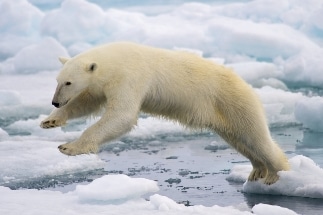 Study Finds Many Arctic Pollutants Decrease Following Stockholm Convention