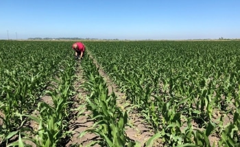 Study Shows Global Warming Can be Decelerated by Improving Soil Quality