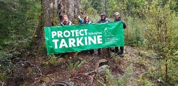 New Tarkine Forest Occupation Established to Prevent Logging