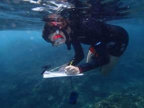 Coral Bleaching Shown to Have a Profound Impact on Fish Behavior