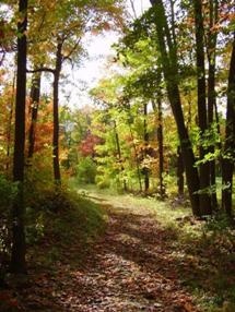 As Global Temperatures Rise, Terrestrial Plant Numbers Will Fall