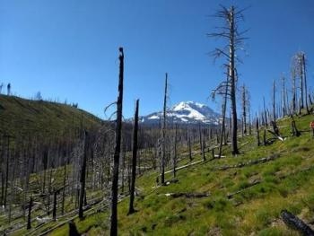 Warmer, Drier Climate Expected to Increase Disturbances in World’s Temperate Forests