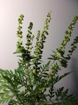 Predictive Model Suggests Ragweed May Expand Its Range due to Climate Change