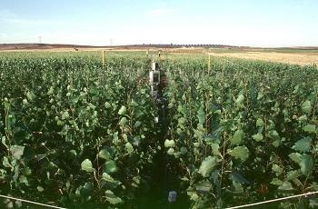 Outdoor Labs Offer Realistic Insights of Plant Response to Future Climate Change