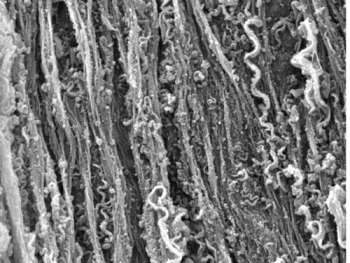 Proteins Could Be Used to Create Biodegradable Solar Cells