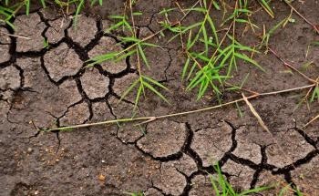Researchers Recommend Eight Steps to Increase Soil Carbon for Climate Action