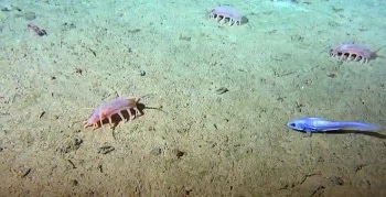 Changing Carbon Supply in Deep Sea is Not Well Represented in Global Climate Models
