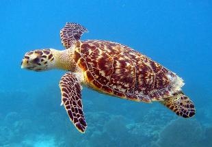 Hawksbill Turtles are Critically Endangered Due to Effects of Climate Change