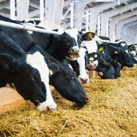 Changes in Agriculture Could Minimize Non-CO2 Greenhouse Gas Emissions