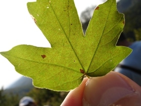 Despite Significant Reduction, Ozone Levels Still Prevail in European Forests
