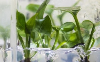 Researchers Create New Houseplant to Clean the Air in Homes