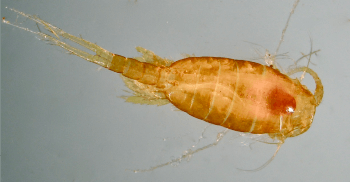 Even Slight Changes in Oxygen Levels Can have Big Consequences for Tiny Marine Organisms