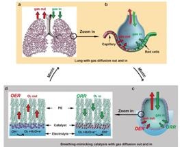 New Electrocatalytic Mechanism Works Like Mammalian Lung to Convert Water into Fuel