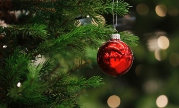 Converting Pine Needles from Old Christmas Trees into Useful Products to Reduce Carbon Footprint