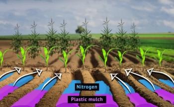 Researchers Describe Optimal Conditions for Combined Use of Plastic Mulching and Nitrogen