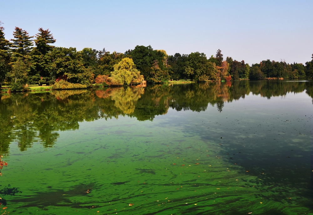 Hazardous algae blooms may protect freshwater food chain