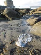 Study Emphasizes Need to Raise Awareness of Plastics Hidden in Menstrual Products