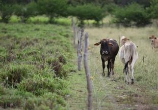 Study Shows Land Restoration Can Curb Cattle Urine’s Planet-Warming Power