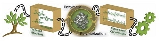 Scientists Use Enzymatic Polymerization Method for Furan-Based Polyester